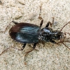 Cosmopolitan Ground beetle - Laemostenus complanatus | Fotografijos autorius : Vitalii Alekseev | © Macronature.eu | Macro photography web site