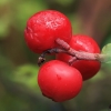 Cowberry - Vaccinium vitis-idaea | Fotografijos autorius : Gintautas Steiblys | © Macronature.eu | Macro photography web site