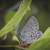 Cranberry Blue - Agriades optilete | Fotografijos autorius : Mindaugas Leliunga | © Macronature.eu | Macro photography web site
