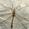 Crane fly - Tipula (Lunatipula) sp. | Fotografijos autorius : Gintautas Steiblys | © Macronature.eu | Macro photography web site