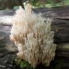 Crown-tipped coral fungus - Artomyces pyxidatus | Fotografijos autorius : Vitalijus Bačianskas | © Macronature.eu | Macro photography web site