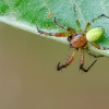 Raudondėmis voriukas | Araniella cucurbitina | Fotografijos autorius : Darius Baužys | © Macrogamta.lt | Šis tinklapis priklauso bendruomenei kuri domisi makro fotografija ir fotografuoja gyvąjį makro pasaulį.