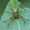 Cucumber green spider - Araniella cucurbitina ♂ | Fotografijos autorius : Gintautas Steiblys | © Macronature.eu | Macro photography web site