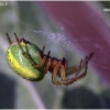 Raudondėmis voriukas - Araniella cucurbitina | Fotografijos autorius : Valdimantas Grigonis | © Macronature.eu | Macro photography web site
