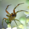 Raudondėmis voriukas - Araniella cucurbitina | Fotografijos autorius : Vidas Brazauskas | © Macronature.eu | Macro photography web site