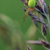 Cucumber green spider - Araniella cucurbitina | Fotografijos autorius : Žygimantas Obelevičius | © Macronature.eu | Macro photography web site