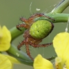 Cucumber green spider - Araniella cucurbitina | Fotografijos autorius : Gintautas Steiblys | © Macrogamta.lt | Šis tinklapis priklauso bendruomenei kuri domisi makro fotografija ir fotografuoja gyvąjį makro pasaulį.
