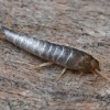 Cukrinis žvyninukas - Lepisma saccharinum | Fotografijos autorius : Gintautas Steiblys | © Macrogamta.lt | Šis tinklapis priklauso bendruomenei kuri domisi makro fotografija ir fotografuoja gyvąjį makro pasaulį.