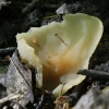 Cup fungus - Peziza ampliata  | Fotografijos autorius : Vytautas Gluoksnis | © Macronature.eu | Macro photography web site