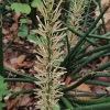 Cylindrical snake plant - Dracaena angolensis (sin. African spear - Sansevieria cylindrica) | Fotografijos autorius : Nomeda Vėlavičienė | © Macronature.eu | Macro photography web site