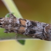 Dark Pine Knot-horn - Dioryctria abietella | Fotografijos autorius : Arūnas Eismantas | © Macronature.eu | Macro photography web site