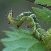 Rusvasis pilkūnas - Abrostola triplasia, vikšras | Fotografijos autorius : Gintautas Steiblys | © Macronature.eu | Macro photography web site