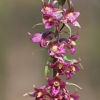 Dark-red Helleborine - Epipactis atrorubens | Fotografijos autorius : Agnė Našlėnienė | © Macronature.eu | Macro photography web site
