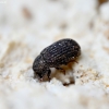 Darkling Beetle - Eledona agricola | Fotografijos autorius : Kazimieras Martinaitis | © Macronature.eu | Macro photography web site