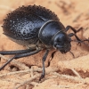 Darkling Beetle - Pimelia confusa | Fotografijos autorius : Gintautas Steiblys | © Macronature.eu | Macro photography web site