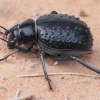 Darkling Beetle - Pimelia confusa | Fotografijos autorius : Gintautas Steiblys | © Macronature.eu | Macro photography web site