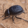 Darkling Beetle - Pimelia confusa | Fotografijos autorius : Žilvinas Pūtys | © Macronature.eu | Macro photography web site