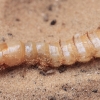 Darkling Beetle's - Tenebrionidae larva  | Fotografijos autorius : Gintautas Steiblys | © Macronature.eu | Macro photography web site