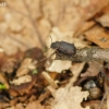 Darkling beetle - Bolitophagus reticulatus | Fotografijos autorius : Giedrius Markevičius | © Macronature.eu | Macro photography web site