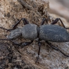 Juodvabalis - Cephalostenus demaisoni ♂ | Fotografijos autorius : Žilvinas Pūtys | © Macrogamta.lt | Šis tinklapis priklauso bendruomenei kuri domisi makro fotografija ir fotografuoja gyvąjį makro pasaulį.