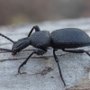 Darkling beetle - Cephalostenus orbicollis | Fotografijos autorius : Žilvinas Pūtys | © Macronature.eu | Macro photography web site