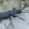 Darkling beetle - Cephalostenus orbicollis | Fotografijos autorius : Gintautas Steiblys | © Macronature.eu | Macro photography web site