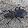 Darkling beetle - Cephalostenus orbicollis | Fotografijos autorius : Žilvinas Pūtys | © Macronature.eu | Macro photography web site