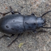 Darkling beetle - Dailognatha caraboides | Fotografijos autorius : Žilvinas Pūtys | © Macronature.eu | Macro photography web site