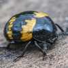 Darkling beetle - Diaperis boleti | Fotografijos autorius : Kazimieras Martinaitis | © Macronature.eu | Macro photography web site