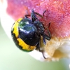 Darkling beetle - Diaperis boleti | Fotografijos autorius : Romas Ferenca | © Macronature.eu | Macro photography web site