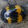 Darkling beetle - Diaperis boleti | Fotografijos autorius : Žilvinas Pūtys | © Macronature.eu | Macro photography web site