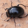 Darkling beetle - Erodius exilipes | Fotografijos autorius : Gintautas Steiblys | © Macrogamta.lt | Šis tinklapis priklauso bendruomenei kuri domisi makro fotografija ir fotografuoja gyvąjį makro pasaulį.