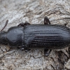 Darkling beetle - Menephilus cylindricus | Fotografijos autorius : Žilvinas Pūtys | © Macronature.eu | Macro photography web site