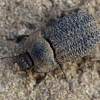 Darkling beetle - Opatrum sp. | Fotografijos autorius : Deividas Makavičius | © Macronature.eu | Macro photography web site