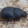 Darkling beetle - Prochoma bucculenta | Fotografijos autorius : Žilvinas Pūtys | © Macronature.eu | Macro photography web site