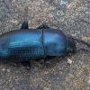 Darkling beetle - Raiboscelis coelestinus | Fotografijos autorius : Žilvinas Pūtys | © Macrogamta.lt | Šis tinklapis priklauso bendruomenei kuri domisi makro fotografija ir fotografuoja gyvąjį makro pasaulį.