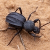 Darkling Beetle - Scaurus puncticollis | Fotografijos autorius : Žilvinas Pūtys | © Macronature.eu | Macro photography web site