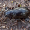 Darkling beetle - Stenohelops (Helopelius) sp. | Fotografijos autorius : Žilvinas Pūtys | © Macronature.eu | Macro photography web site