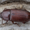 Darkling beetle - Uloma cypraea | Fotografijos autorius : Žilvinas Pūtys | © Macrogamta.lt | Šis tinklapis priklauso bendruomenei kuri domisi makro fotografija ir fotografuoja gyvąjį makro pasaulį.
