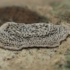 Minkštoji urvuotė - Datronia mollis | Fotografijos autorius : Gintautas Steiblys | © Macrogamta.lt | Šis tinklapis priklauso bendruomenei kuri domisi makro fotografija ir fotografuoja gyvąjį makro pasaulį.