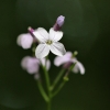 Daugiametė blizgė - Lunaria rediviva | Fotografijos autorius : Agnė Našlėnienė | © Macrogamta.lt | Šis tinklapis priklauso bendruomenei kuri domisi makro fotografija ir fotografuoja gyvąjį makro pasaulį.