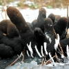 Dead man's fingers - Xylaria polymorpha | Fotografijos autorius : Aleksandras Stabrauskas | © Macronature.eu | Macro photography web site