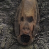 Kaukolėtasis tarakonas - Blaberus craniifer | Fotografijos autorius : Gintautas Steiblys | © Macronature.eu | Macro photography web site
