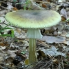 Žalsvoji musmirė - Amanita phalloides? | Fotografijos autorius : Kazimieras Martinaitis | © Macronature.eu | Macro photography web site