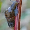 Decollate Snail - Rumina decollata, juv. | Fotografijos autorius : Gintautas Steiblys | © Macronature.eu | Macro photography web site