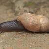 Decollate Snail - Rumina decollata | Fotografijos autorius : Gintautas Steiblys | © Macronature.eu | Macro photography web site