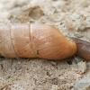 Decollate Snail - Rumina decollata | Fotografijos autorius : Gintautas Steiblys | © Macronature.eu | Macro photography web site