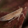 Delphacid planthopper - Stenocranus minutus | Fotografijos autorius : Žilvinas Pūtys | © Macronature.eu | Macro photography web site