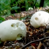 Didysis kukurdvelkis - Calvatia gigantea | Fotografijos autorius : Romas Ferenca | © Macrogamta.lt | Šis tinklapis priklauso bendruomenei kuri domisi makro fotografija ir fotografuoja gyvąjį makro pasaulį.