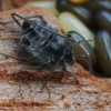 Didysis ąžuolinis amaras - Stomaphis quercus | Fotografijos autorius : Gintautas Steiblys | © Macrogamta.lt | Šis tinklapis priklauso bendruomenei kuri domisi makro fotografija ir fotografuoja gyvąjį makro pasaulį.